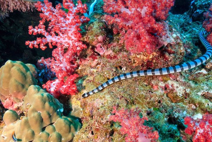 Sea Snake Picture